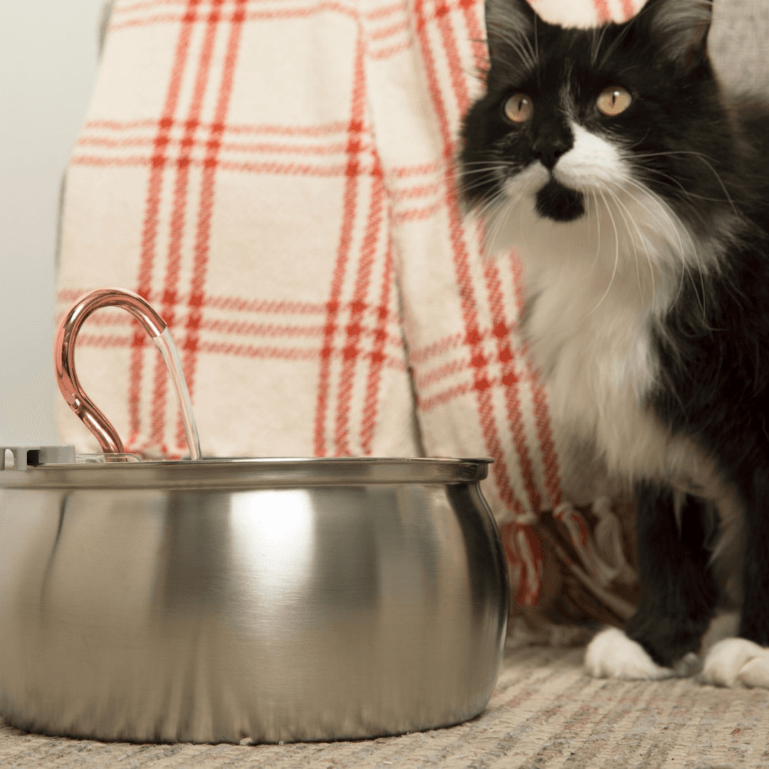 KittySpout Review 2026: Is This Stainless Steel Cat Fountain Worth It?