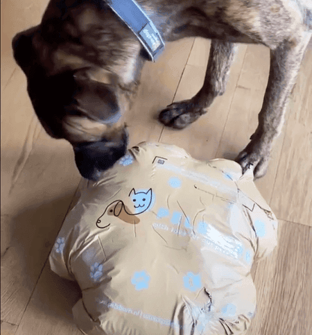 Pelsbarn Dog Bed Review 2026: Originals vs Orthopedic — Which Is Right for Your Dog?