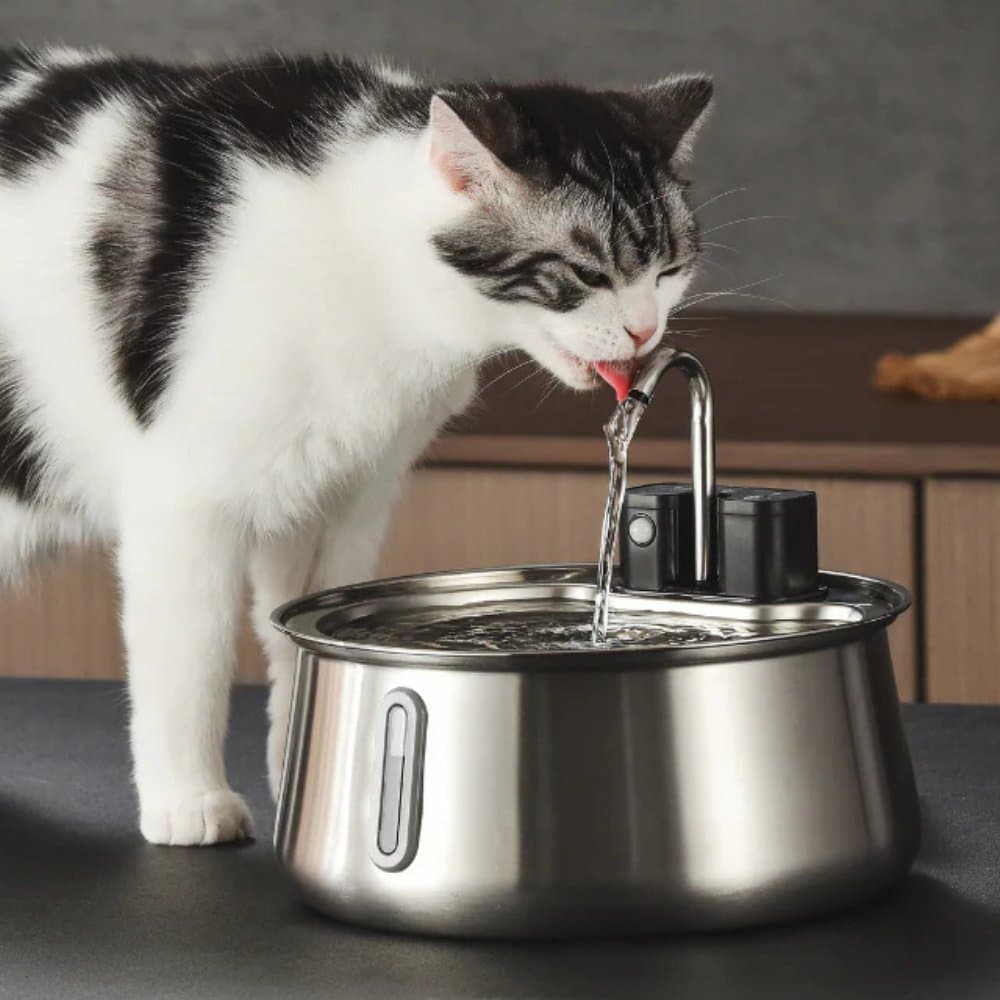 Best Cat Water Fountain 2026: Stainless Steel Buyer’s Guide