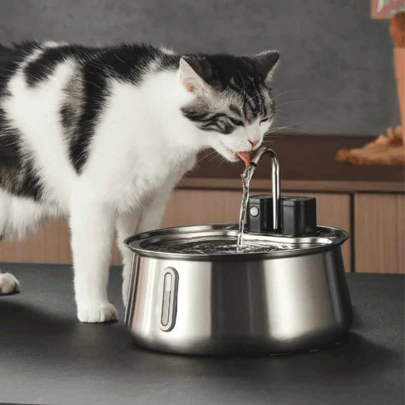 How to Clean a Cat Water Fountain: Step-by-Step Guide (KittySpout & More)