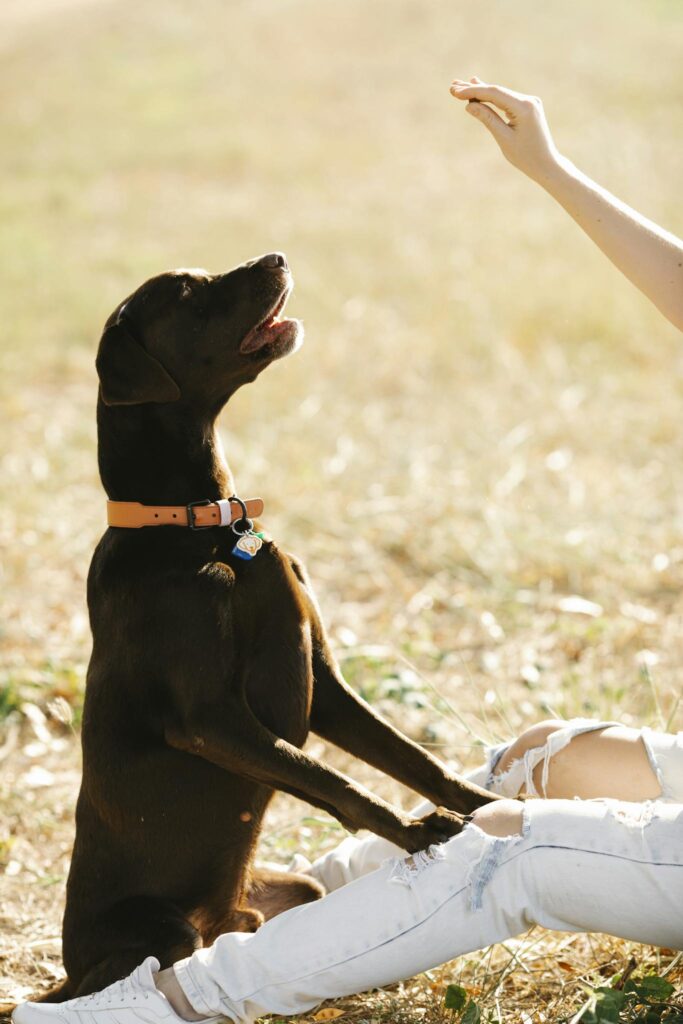 Anonymous woman training Labrador in countryside