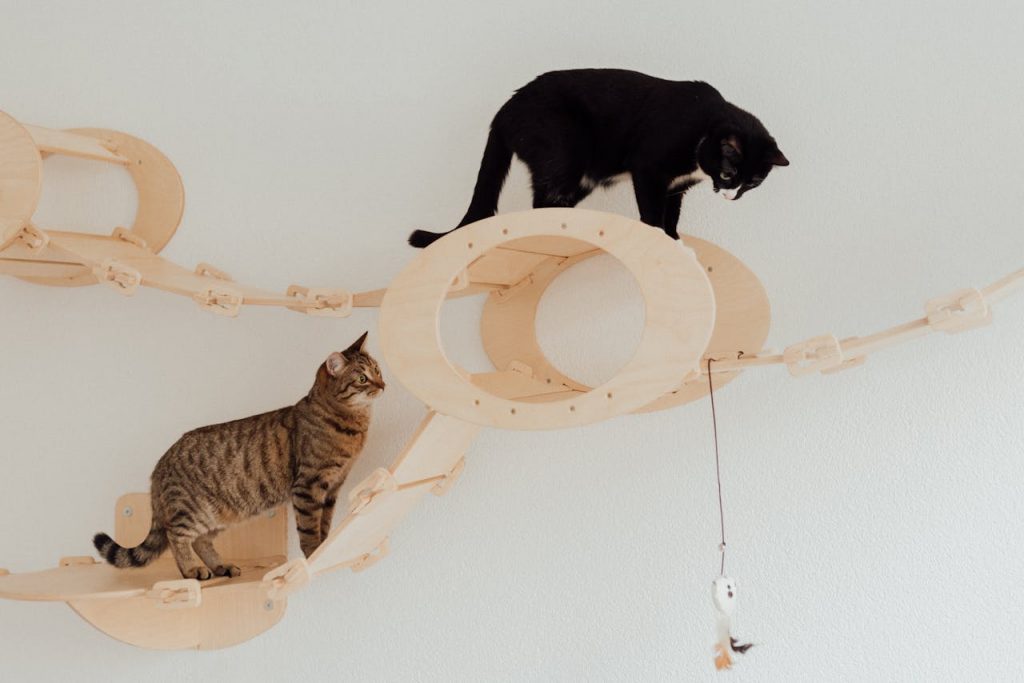 Two cats playing on wooden cat furniture indoors, showcasing playful feline behavior.