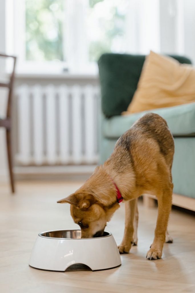 Small dog enjoys meal from a white bowl in a bright, cozy living room setting.