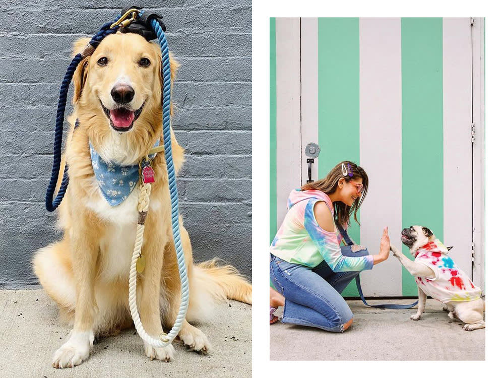 Beyond Gear: Found My Animal's Mission to Promote Pet Adoption