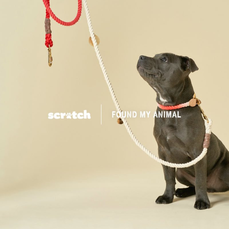 How You Can Get Involved with Found My Animal's Mission