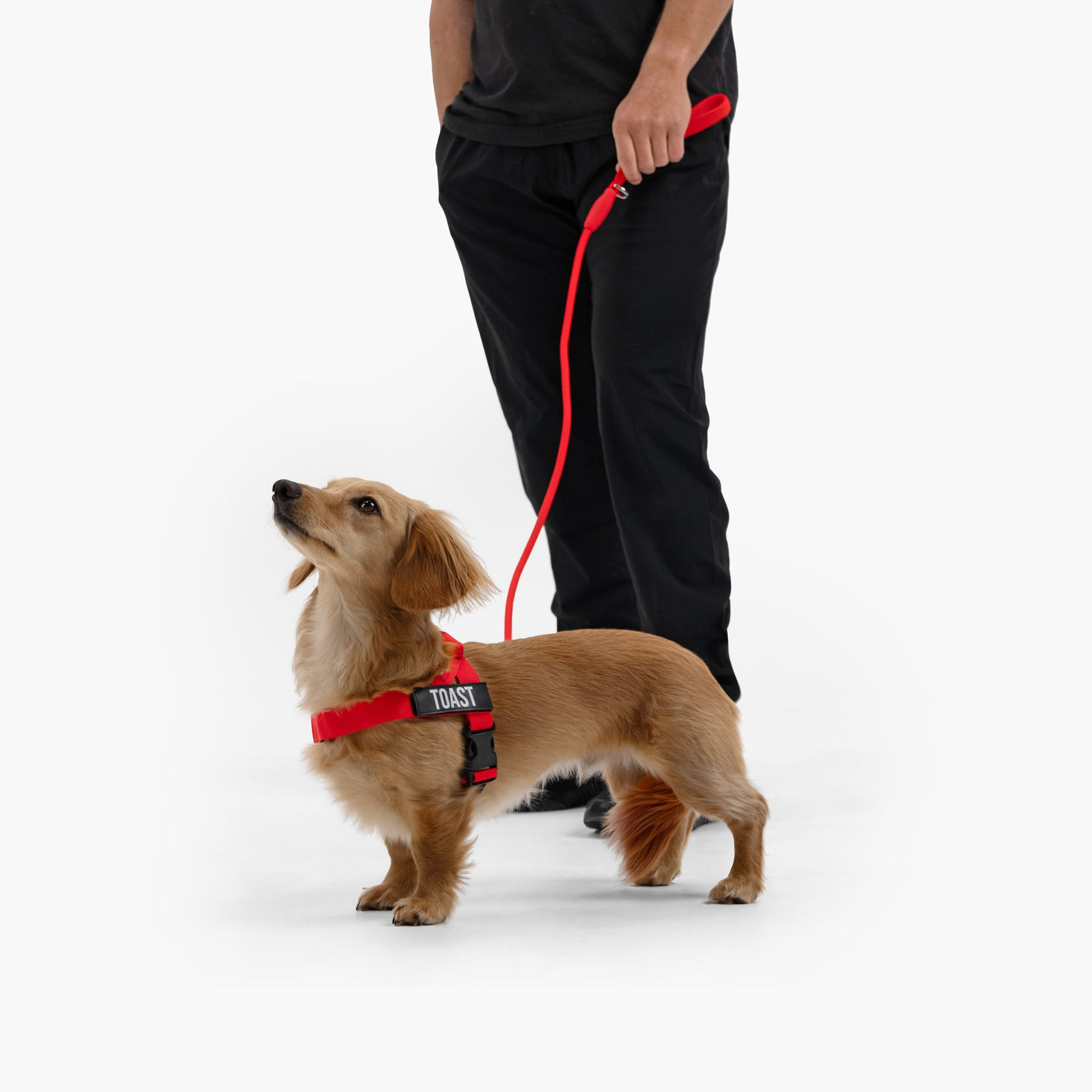 Design and Comfort Features of the Dog Friendly Co. Harness