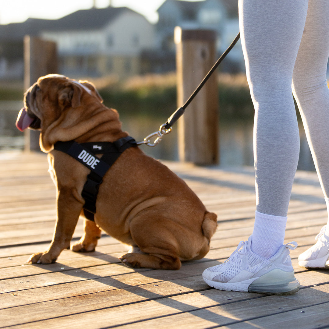 Why Dog Friendly Co. Harnesses Stand Out