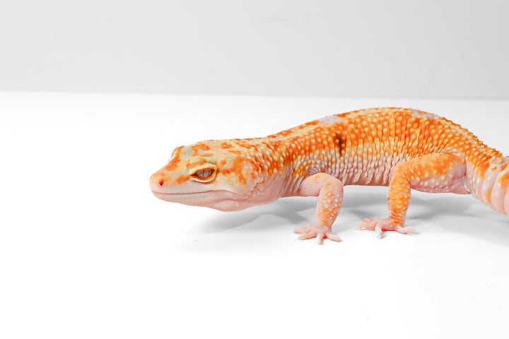 Behavioral Changes During Ovulation