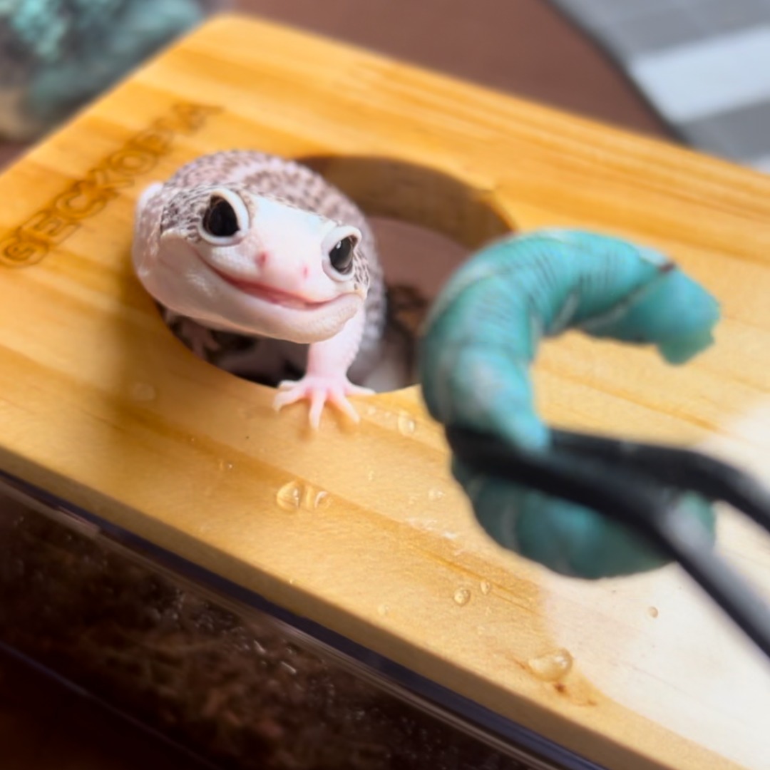 Customer Experience and Brand Reliability of Geckopia