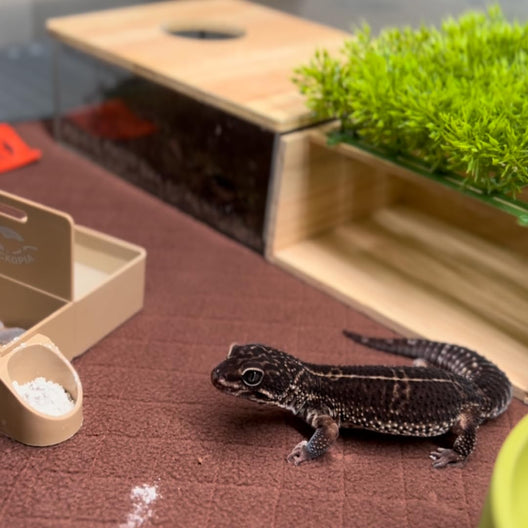 How to Create the Perfect Habitat for Your Gecko